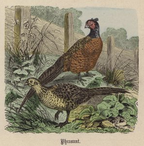 Fasan (farget gravering) av Friedrich Specht