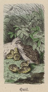 Vaktel (farget gravering) av Friedrich Specht