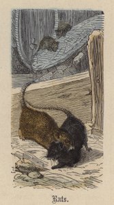 Rotter (farget gravering) av Friedrich Specht