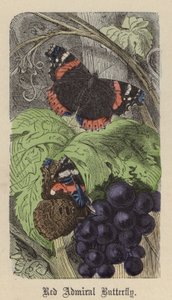 Red Admiral Butterfly (farget gravering) av Friedrich Specht