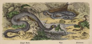 Ringed Snake, Viper, Blindworm (farget gravering)