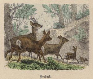 Roebuck (farget gravering) av Friedrich Specht