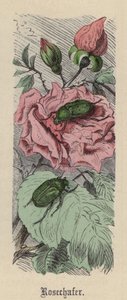 Rosechafer (farget gravering) av Friedrich Specht