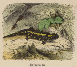 Salamander (farget gravering) av Friedrich Specht