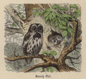 Screech Owl (farget gravering) av Friedrich Specht
