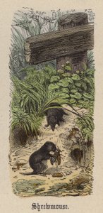 Shrewmouse (farget gravering) av Friedrich Specht