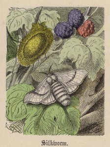 Silkeorm (farget gravering) av Friedrich Specht