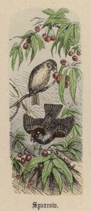 Sparrow (farget gravering) av Friedrich Specht