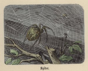 Edderkopp (farget gravering) av Friedrich Specht