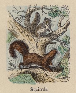 Ekorn (farget gravering) av Friedrich Specht