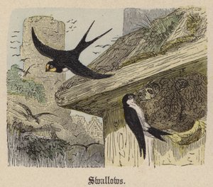 Svaler (farget gravering) av Friedrich Specht
