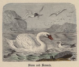 Swan and Seamew (farget gravering) av Friedrich Specht