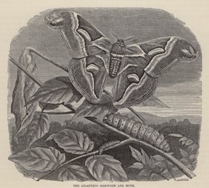 Ailanthus silkeorm og møll (gravering) av Friedrich Specht