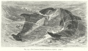 Den vanlige delfinen (Delphinus Delphis) (gravering)