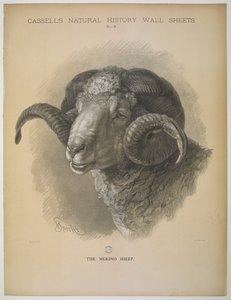 Merinosauen, fra 'Cassell's Natural History Wall Sheets' (farge litho)