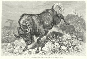 Gnu eller hvithalegnu (Catoblepas Gnu) (gravering)