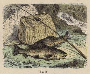 Ørret (farget gravering) av Friedrich Specht