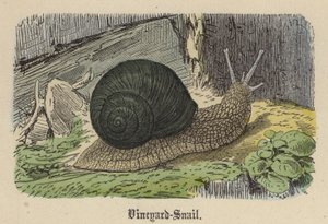 Vineyard-Snail (farget gravering) av Friedrich Specht