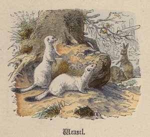 Weasel (farget gravering) av Friedrich Specht