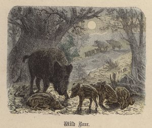 Villsvin (farget gravering) av Friedrich Specht
