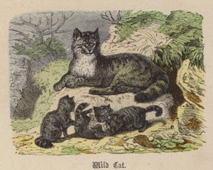 Villkatt (farget gravering) av Friedrich Specht