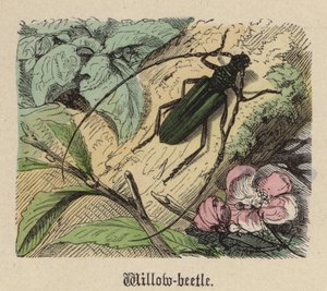 Pilebille (farget gravering) av Friedrich Specht