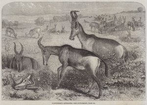 Hartebeest antilope av Friedrich Wilhelm Keyl