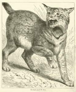 Lynxen (gravering)