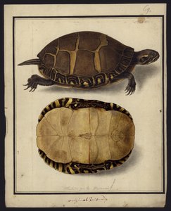 Chrysemys picta, før 1792 av Friedrich Wilhelm Wunder