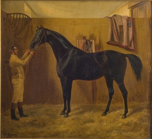Svart komet