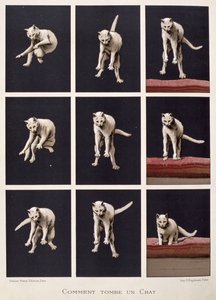 How a Cat Falls, fra The Last Wonders of Science av Daniel Bellet (chromolitho) av G. Lasellaz