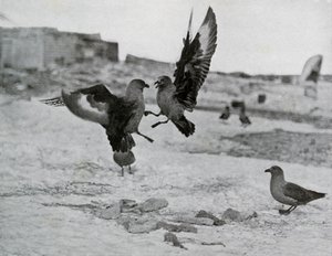 Skua-måker kjemper om noe spekk, 1911, 1913