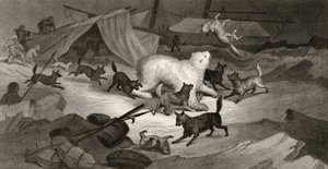 Bear Hunt, gravert av J.C. McRea, fra 
