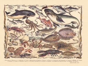 Side 16: Maneter, nise, sild, tunfisk, makrell, hai, multe, blekksprut, sardiner, hummer, blekksprut, torsk, piggvar, skjegg, krabbe, eremitt Bernard, østers, kamskjell, asteria, fliser, rokke, tunge, hummer, blåskjell av Gabriel Gostiaux