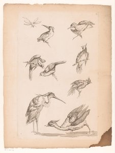 Åtte kinesiske fugler, inkludert isfugler, en hegre, en and og en øyenstikker Ulike kinesiske fugler (serietittel) Livre des differentes éspeces d