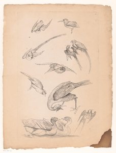 Elleve kinesiske fugler, inkludert ender og papegøyer Flere kinesiske fugler (serietittel) Livre des differentes éspeces d'oiseaux de la Chine (serietittel)