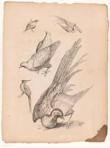 Zes kinesiske fugler Verschillende Chinese vogels (serietittel) Bok med forskjellige fuglearter i Kina (serietittel)