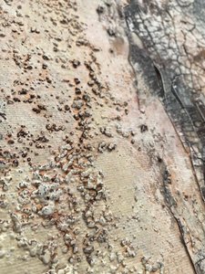  av Gabriela Aleksandra Szuba