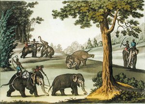 Capturing Elephants in Burma, plate 76 fra 
