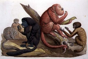 Monkeys of South America (farge litho)