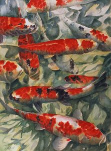 Koi karpe