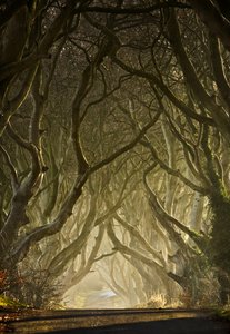  av Gary McParland