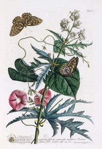 1. Abutilon, 2. Convolvulus, ca. 1748 håndfarget gravering. av "Georg Dionysius Ehret