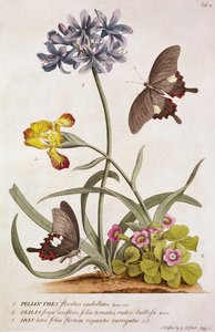 Agapanthus africanus, Iris variegata og en art av Oxalis, fra "Plantae and Papiliones Rariores", 1749 av Georg Dionysius Ehret