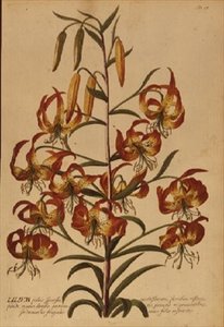 American Turkscap Lily fra "Plant Selected" av Georg Dionysius Ehret