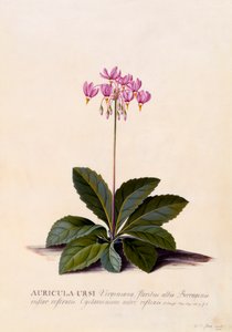 Auricula Ursi Shooting Star, ca. 1744 håndfarget gravering.