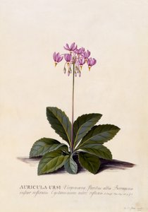 Auricula ursi, Shooting Star, ca. 1744 (håndfarget gravering) av Georg Dionysius Ehret