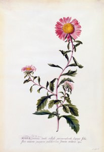 Aster, c. 1743 håndfarget gravering.