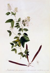 Bauhinia, ca. 1745 håndfarget gravering. av "Georg Dionysius Ehret