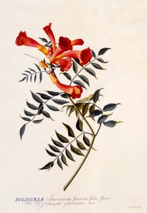 Bignonia Americana, ca. 1743 håndfarget gravering. av "Georg Dionysius Ehret